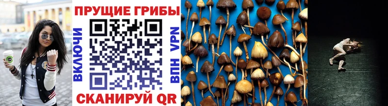 Псилоцибиновые грибы Cubensis  Купить закладки  Анжеро-Судженск 